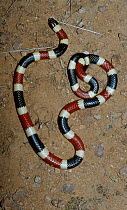 Arizona coral snake {Micruroides euryxanthus} C Arizona USA
