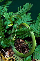 Rough green snake {Opheodrys aestivus} C Florida USA