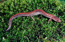 Red backed salamander {Plethodon cinereus} C
