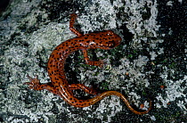 Cave salamander {Eurycea lucifuga} C