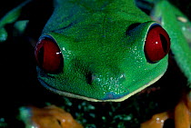 Red eyed tree frog portrait {Agalychnis callidryas} Panama