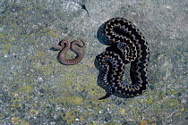 Adder with young showing size and markings difference {Vipera berus} Surrey UK