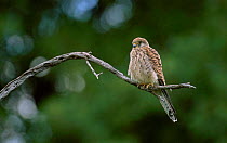 Lesser kestrel female {Falco naumanni} Israel