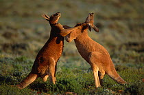 Male Red kangaroos fighting for dominance {Macropus rufus} Sturt NP NSW Australia