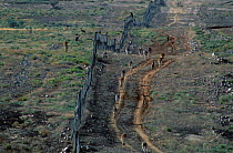 Red kangaroos separated by dingo fence {Macropus rufus} Sturt NP NSW Australia worlds