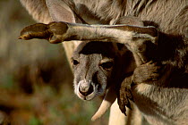 Red kangaroo joey almost too big for pouch now {Macropus rufus} Sturt NP New South Wales