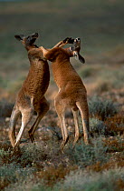 Male Red kangaroos fighting {Macropus rufus} Sturt NP, New South Wales Australia