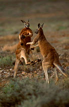 Male Red kangaroos fighting {Macropus rufus} Sturt NP New South Wales Australia