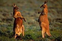 Male Red kangaroos about to fight {Macropus rufus} Sturt NP New South Wales Australia