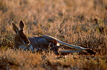 Female Red kangaroo with joey lying down {Macropus rufus} Sturt NP New South Wales