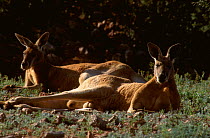 Males Red kangaroos lying down at rest {Macropus rufus} Sturt NP New South Wales Australia