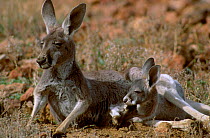 Female Red kangaroo at rest with joey {Macropus rufus} Sturt NP New South Wales Australia