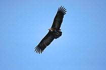 Hooded vulture in flight {Necrosyrtes monachus} Gambia West Africa