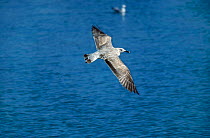 Yellow legged gull juvenile flying {Larus cachinnans} Menorca Balearic Isles Mahon