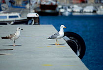 Yellow legged gull adult juvenile {Larus cachinnans} Menorca Balearic Isles