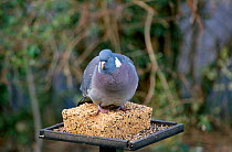 Wood pigeon on bird table feeding on seeds {Columba palumbus} Hampshire UK