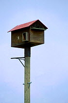 Barn owl pole-mounted nesting box {Tyto alba} UK