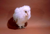 Barn owl chick 7-weeks-old {Tyto alba}