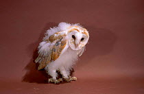 Barn owl chick 9-10 weeks-old {Tyto alba}