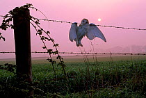 Barn owl {Tyto alba} dead bird on barbed wire fence UK