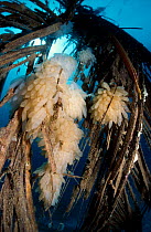 Squid eggs on floating palm leaves {Teuthoidea} Indo-pacific