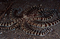 Mimic octopus {Octopus sp} Indo-pacific