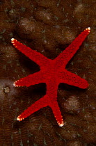 Starfish {Fromia sp} reproduces by shedding limb and duplicating itself. Indo-pacific