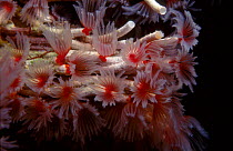 Colonial tube worms feeding {Filogranella elatensis} Indo-pacific