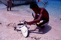 Fisherman removes fin of Grey reef shark {Carcharhinus ambly- rhynchos} Philippines