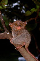 Philippine tarsier {Tarsius syrichta} Bohol Indonesia worlds smallest primate. Endemic