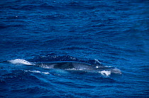 Minke whale with blow hole open {Balaenoptera acutorostrata} Great barrier reef Australia