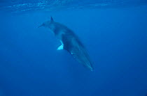 Minke whale diving {Balaenoptera acutorostrata} Great barrier reef Australia