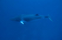 Minke whale underwater {Balaenoptera acutorostrata} Great barrier reef Australia