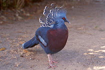 Victoria crowned pigeon {Goura victoria} Papua New Guinea