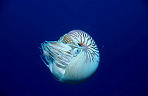 Pearly nautilus (Chambered) {Nautilius pompilus} Indo-pacifi