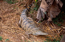 Philippine crocodile {Crocodylus mindorensis} Philippines