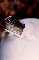 Saltwater crocodile hatching from egg {Crocodylus porosus} Queensland Australia