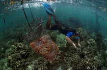 Snorkeler collecting Crown of thorns starfish {Acanthaster planci} Indo-pacific