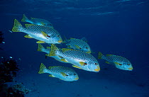Lined sweetlips {Plectorhynchus lineatus} Indo-pacific