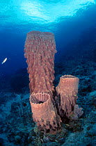 Barrel sponges {Testospongia testudinaria} Indo-pacific