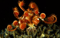 Featherstar opening at night {Crinoidea} Indo-pacific