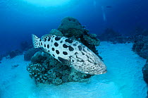 Potato grouper (cod) {Epinephelus tukula} Great Barrier Reef Australia