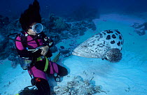 Potato grouper (cod) diver {Epinephelus tukula} Great Barrier Reef Australia