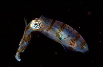 Squid at night {Sepioteuthis lessonians} Indo-pacific