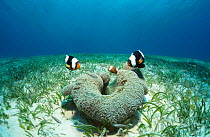 Saddleback anemonefish {Amphiprion polymnus} sponge Indo-pacific