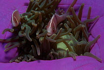 Pink anemonefish in anemone {Amphiprion perideraion} Indo-pacific