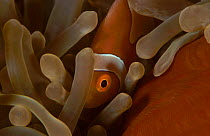 False clown anemonefish in anemone {Amphiprion ocellaris} Indo-pacific