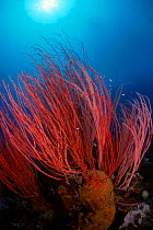 Fan coral Indo-pacific