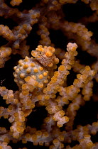 Pregnant Pygmy seahorse in fan coral {Hippocampus bargibanti} Indo-pacific