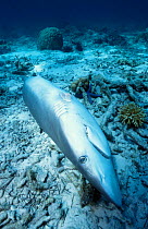 Grey reef shark dead after fin removal {Carcharhinus amblyrhynchos} GBR Australia